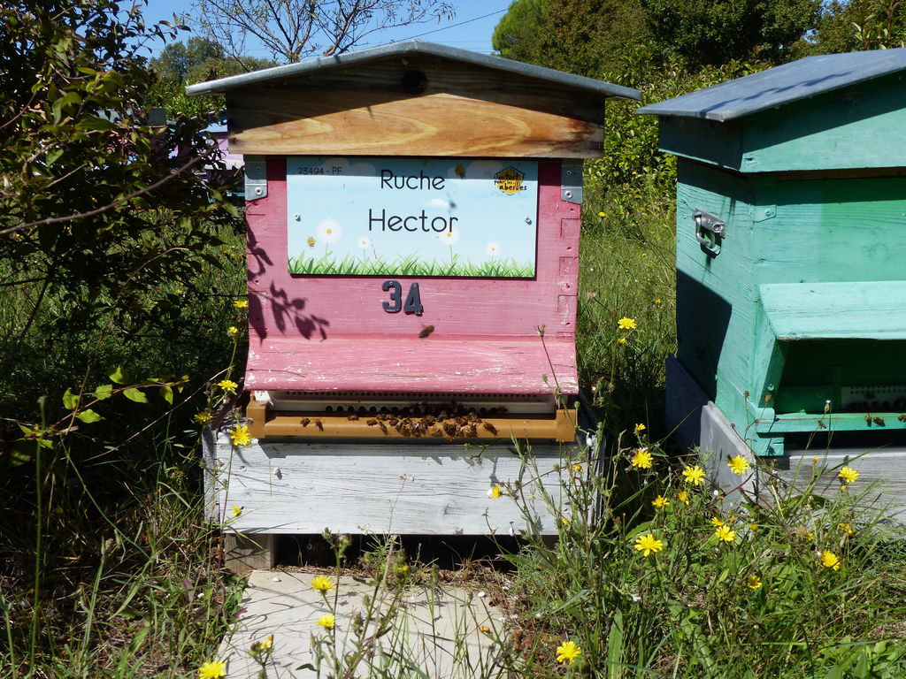 La ruche Hector