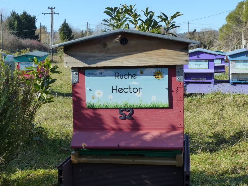 La ruche Hector