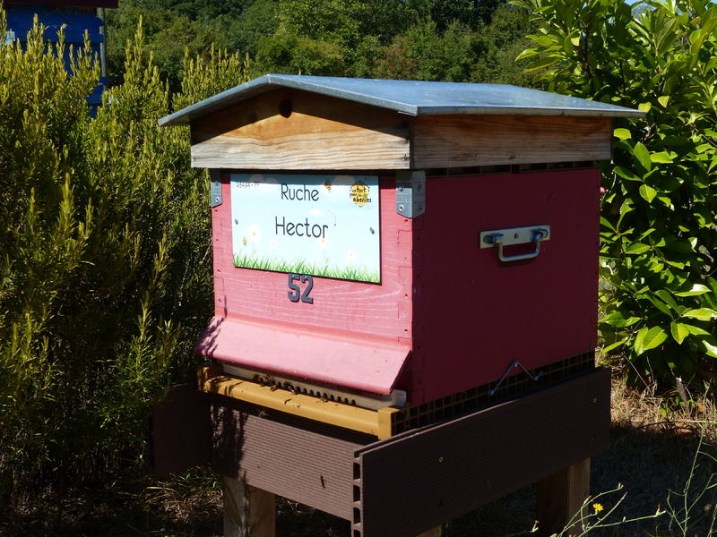 La ruche Hector