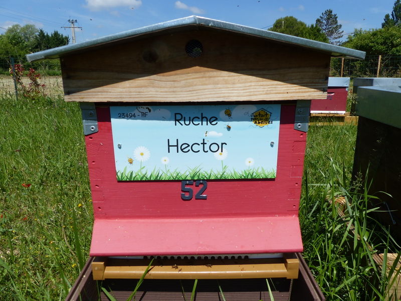 La ruche Hector