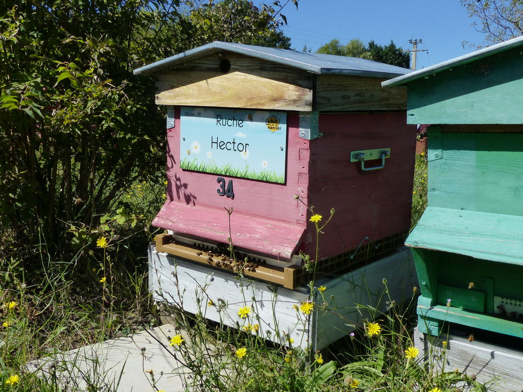 La ruche Hector