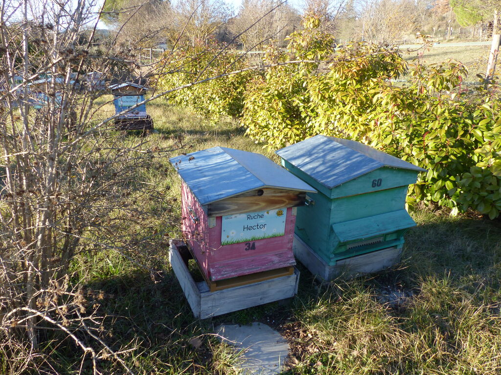 La ruche Hector