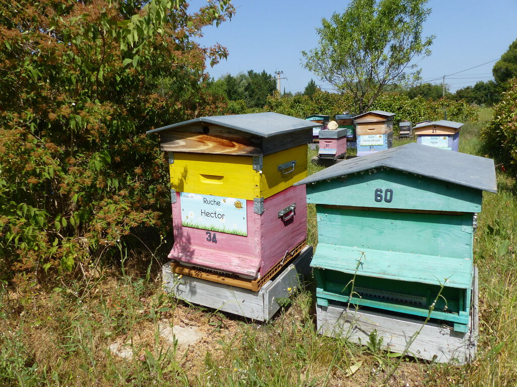 La ruche Hector