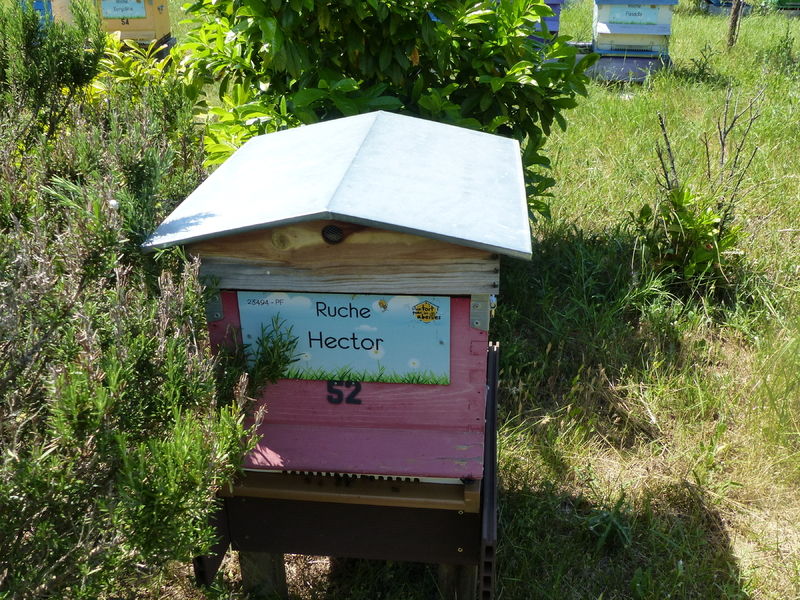 La ruche Hector