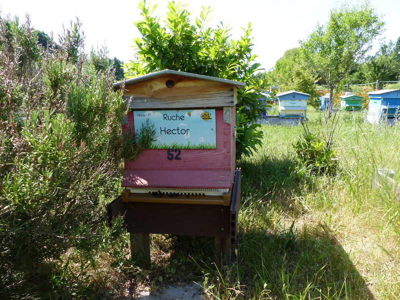 La ruche Hector