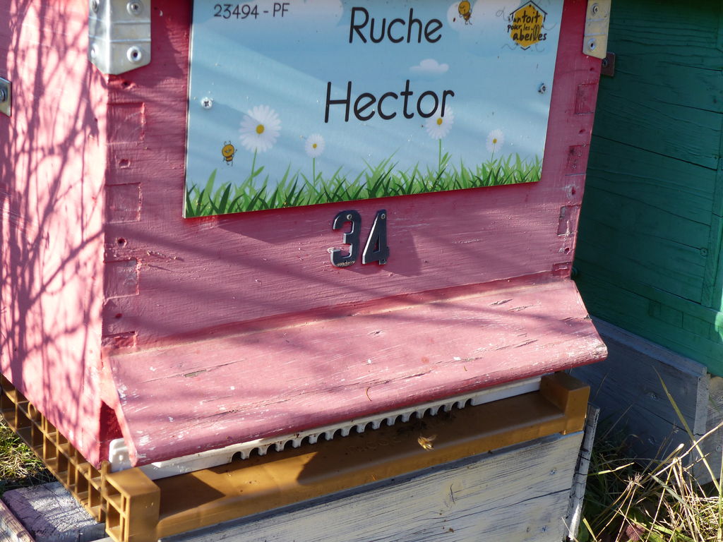 La ruche Hector