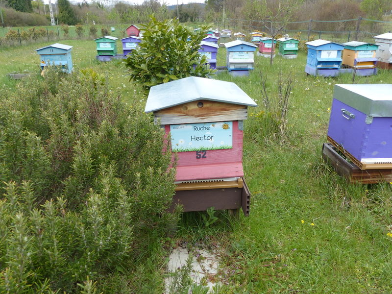 La ruche Hector