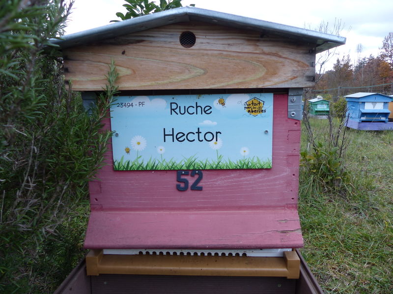 La ruche Hector