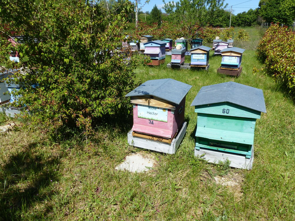 La ruche Hector