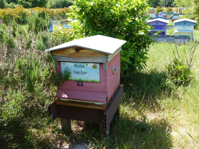 La ruche Hector