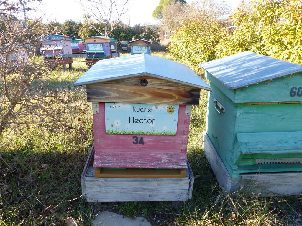 La ruche Hector