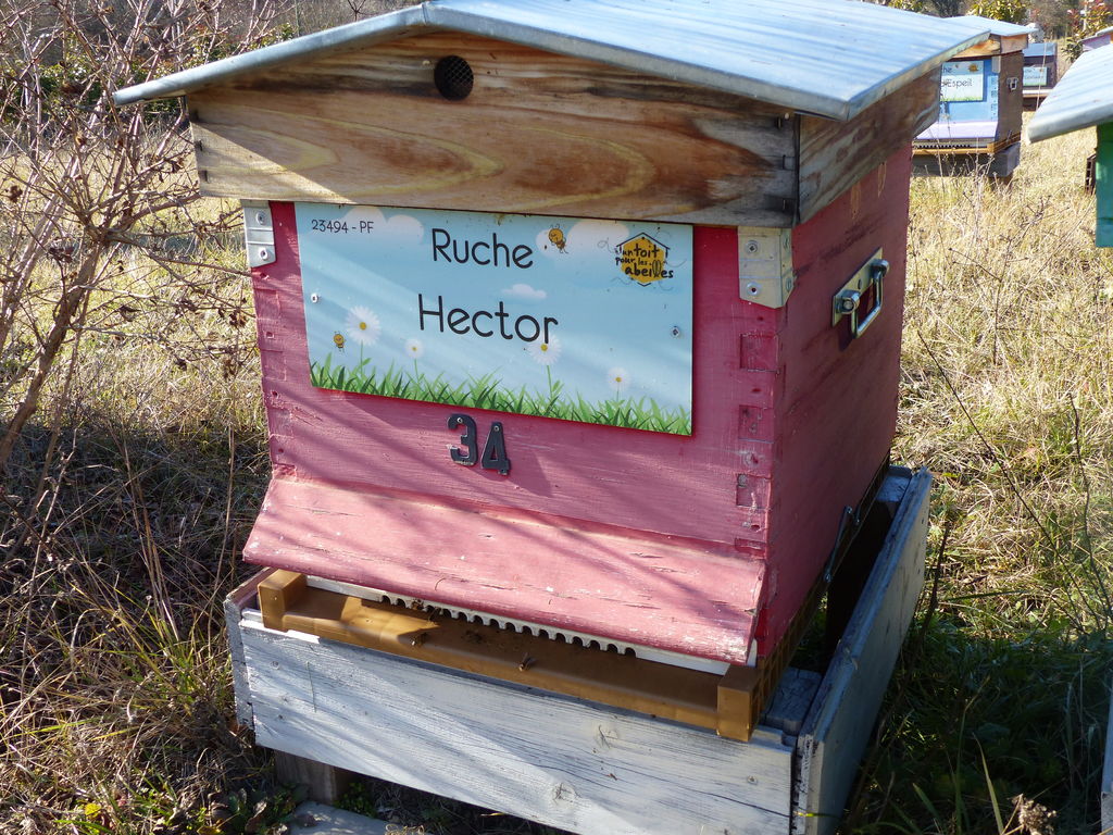 La ruche Hector