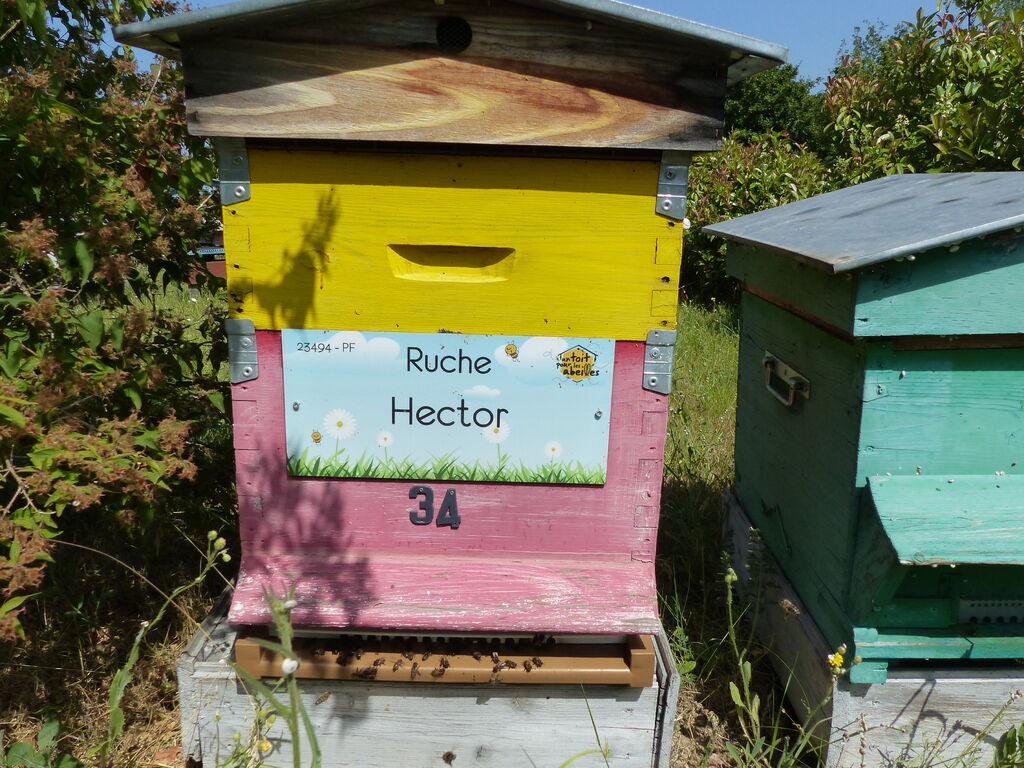 La ruche Hector