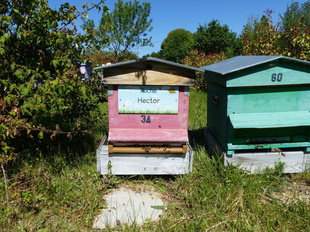 La ruche Hector