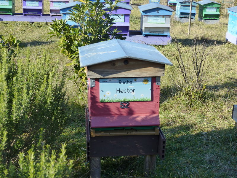 La ruche Hector