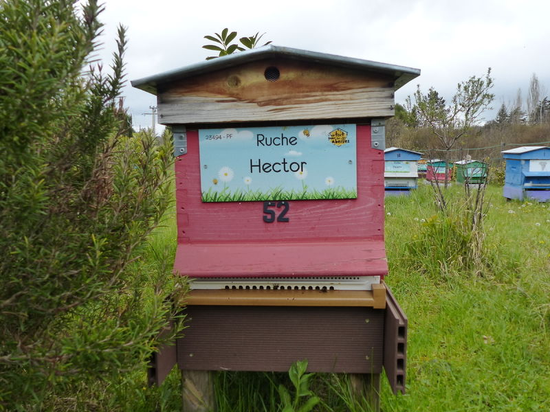 La ruche Hector