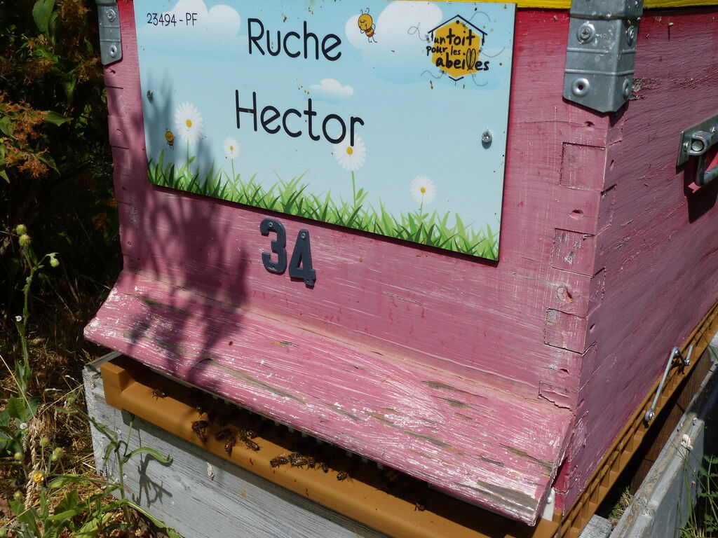 La ruche Hector
