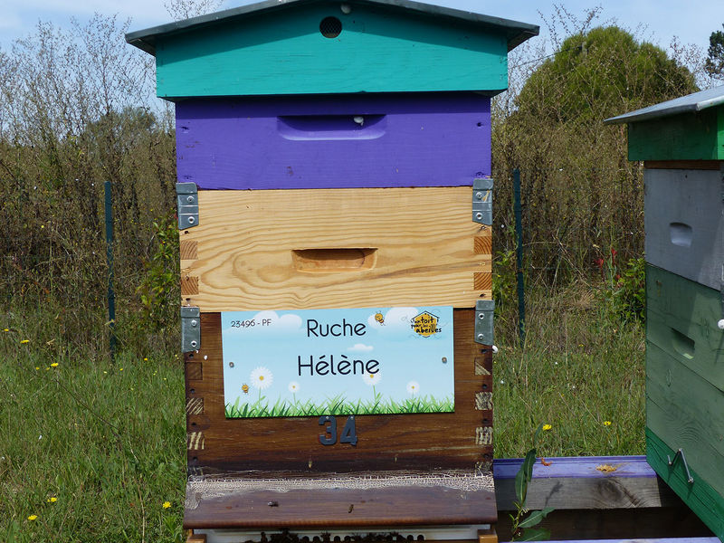 La ruche Hélène