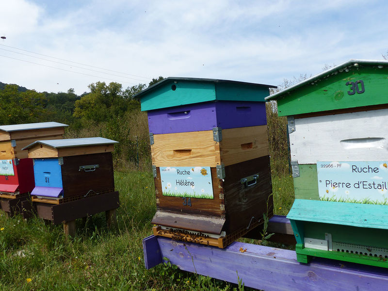 La ruche Hélène