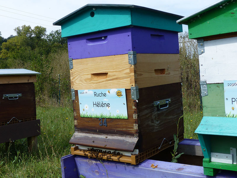 La ruche Hélène