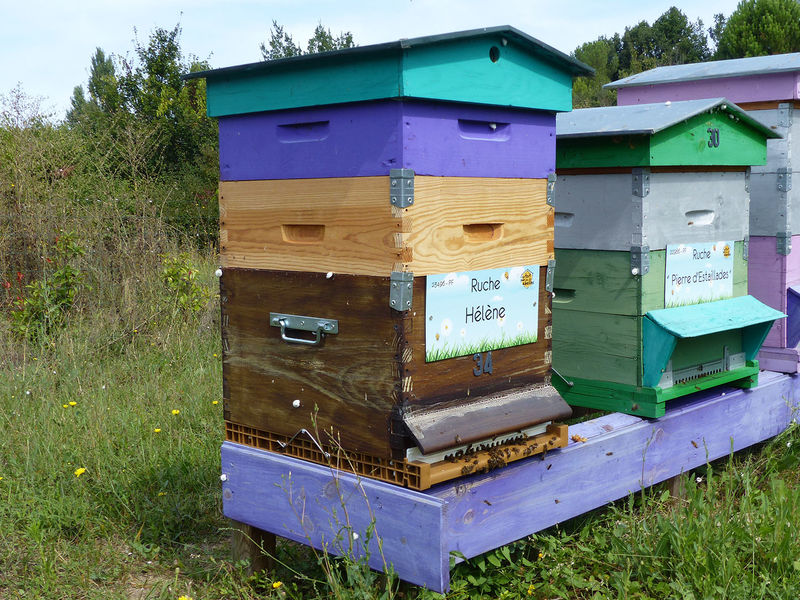 La ruche Hélène