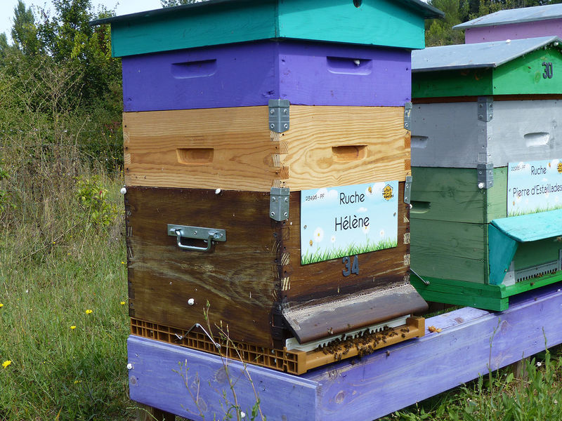 La ruche Hélène