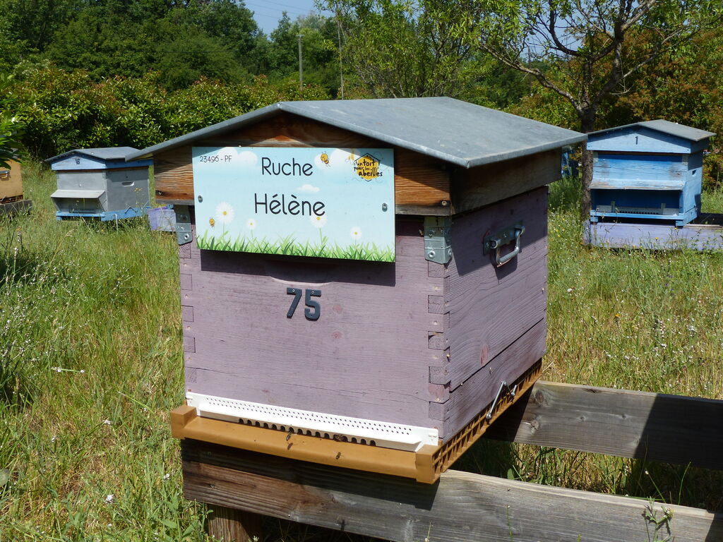 La ruche Hélène