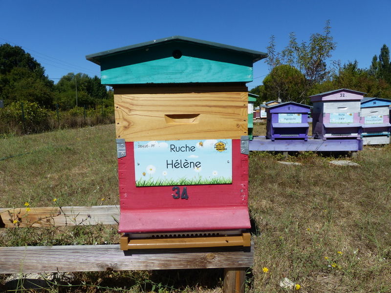 La ruche Hélène