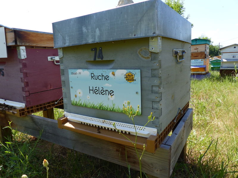 La ruche Hélène