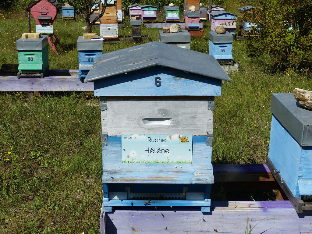 La ruche Hélène