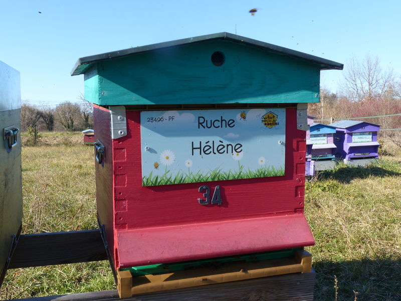 La ruche Hélène