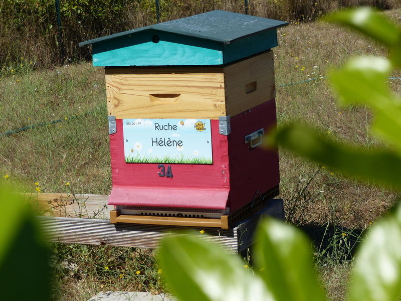 La ruche Hélène