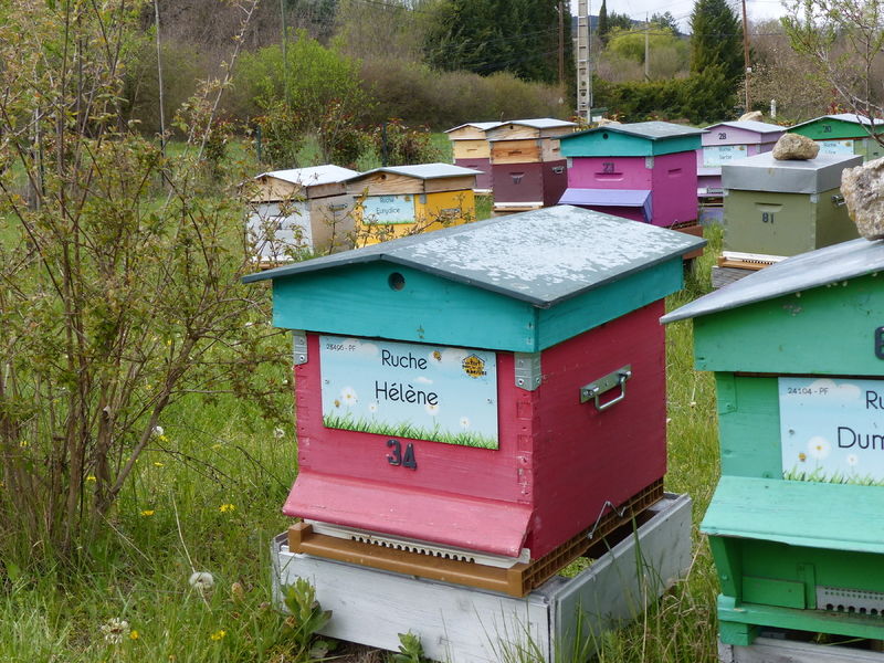 La ruche Hélène