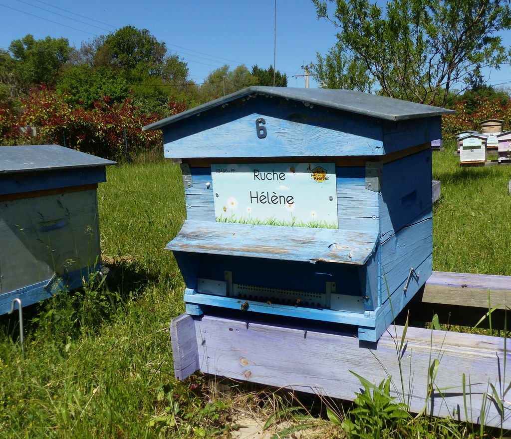 La ruche Hélène