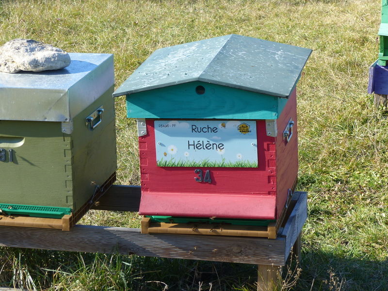 La ruche Hélène