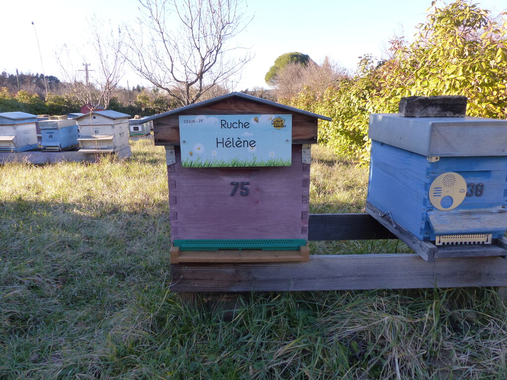 La ruche Hélène