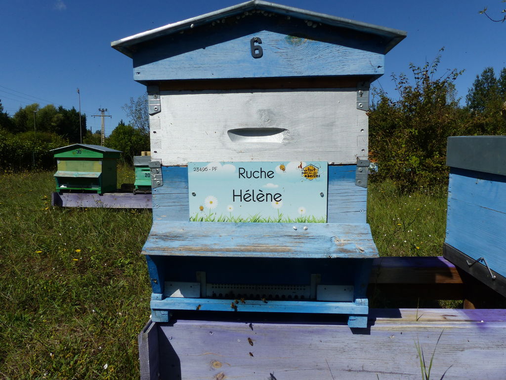 La ruche Hélène
