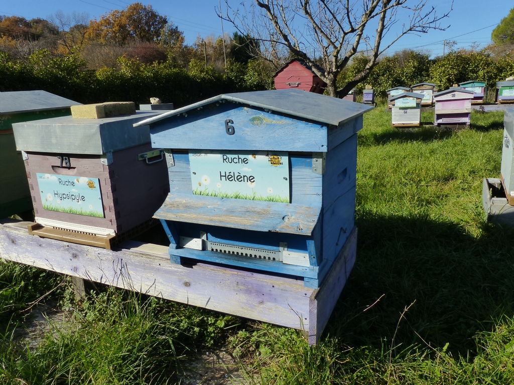 La ruche Hélène