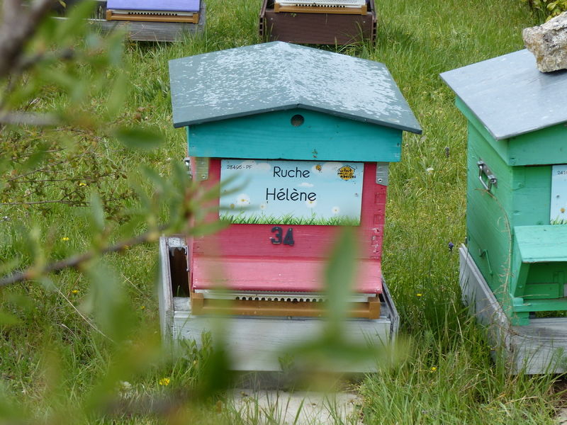 La ruche Hélène