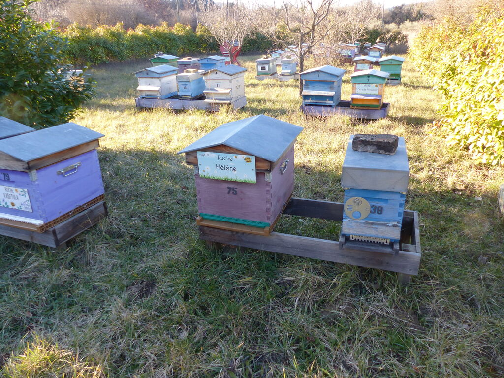 La ruche Hélène
