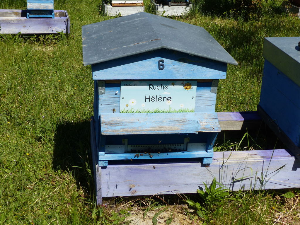 La ruche Hélène