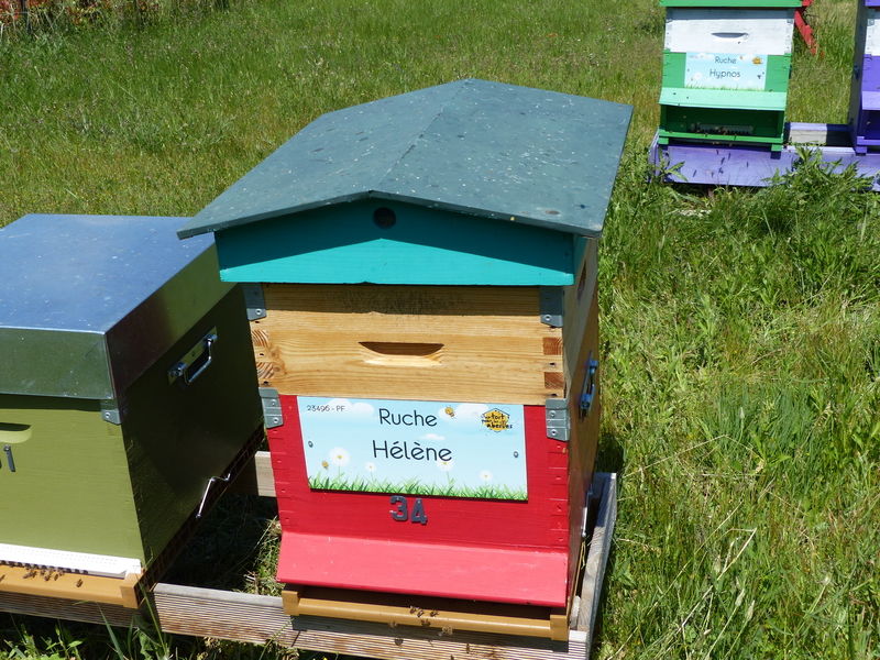 La ruche Hélène