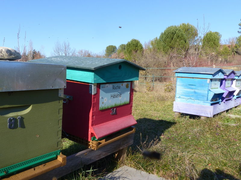 La ruche Hélène