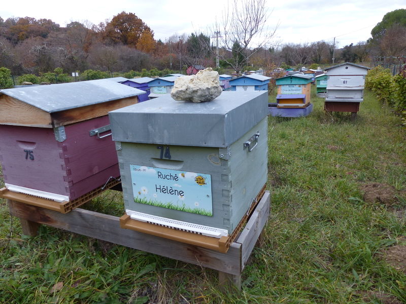 La ruche Hélène