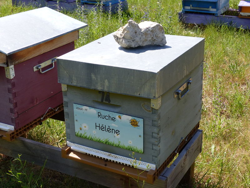 La ruche Hélène
