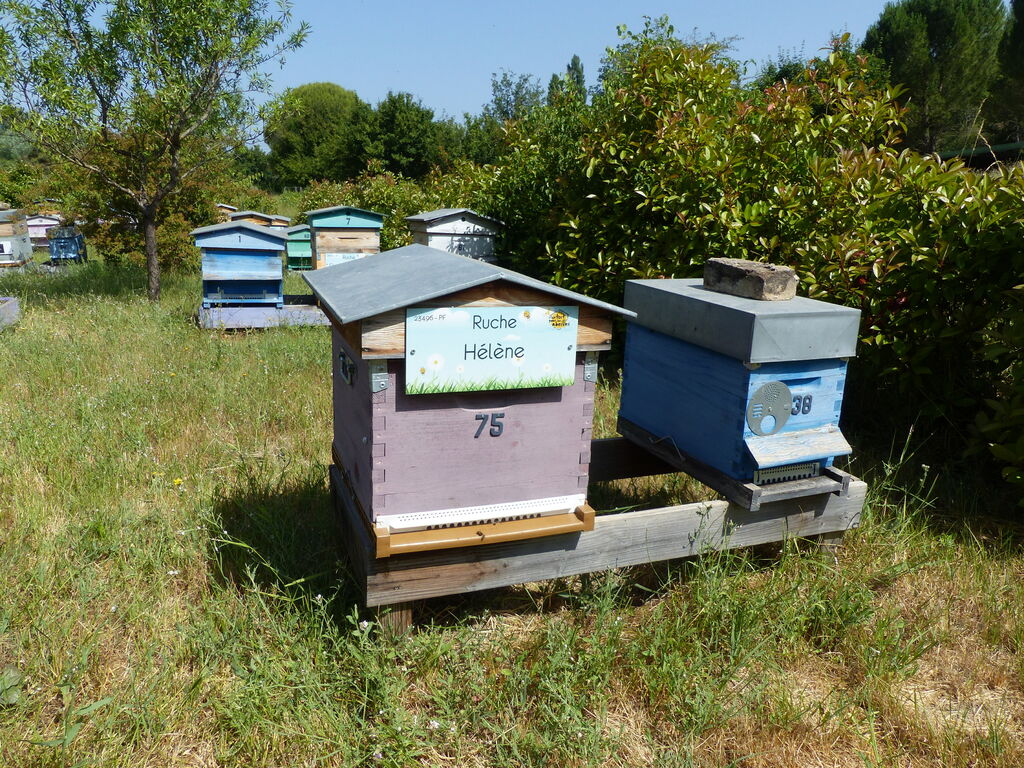 La ruche Hélène