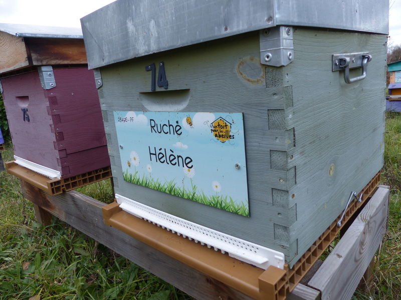 La ruche Hélène