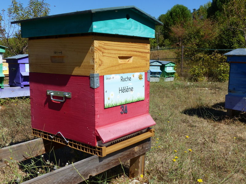 La ruche Hélène