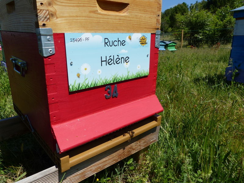 La ruche Hélène
