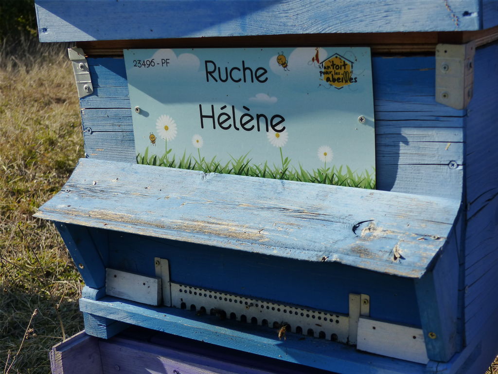 La ruche Hélène
